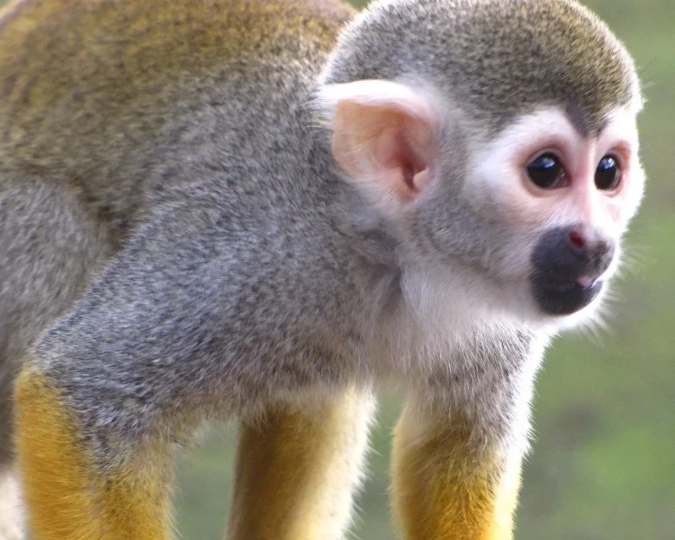 Ecuadorian squirrel monkey