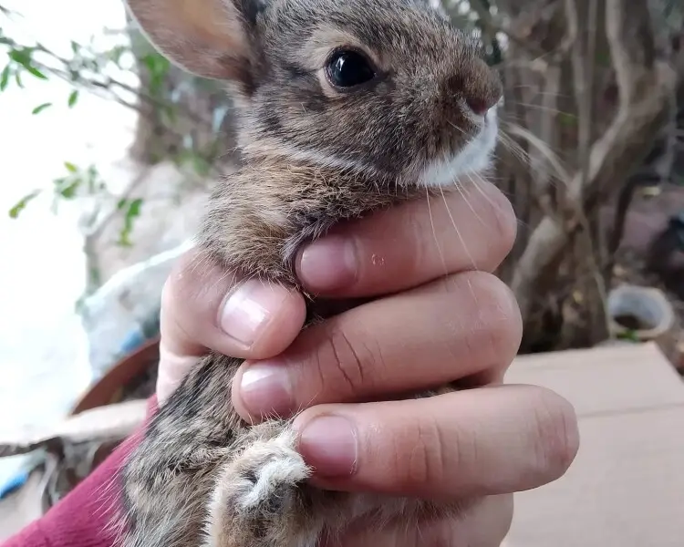 Mexican cottontail