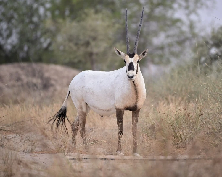 Arabian Oryx - Facts, Diet, Habitat & Pictures on 