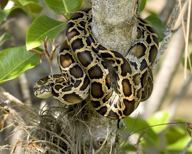 Florida Burmese Python
