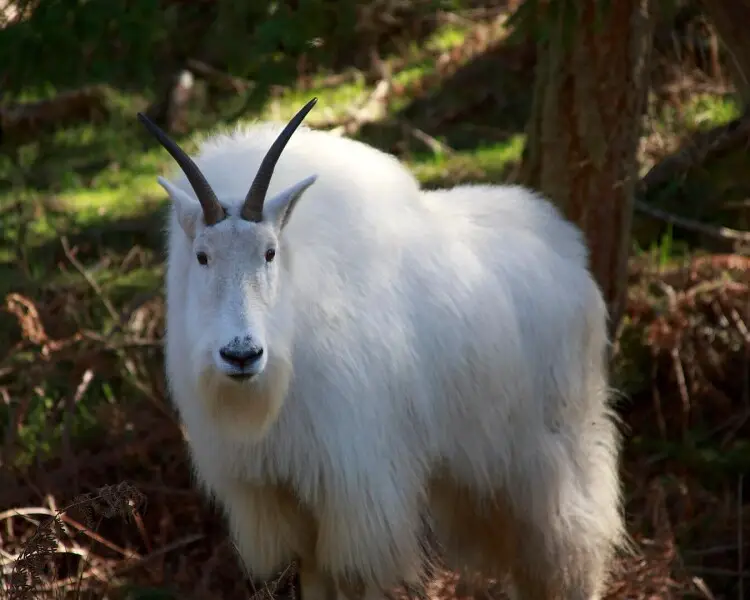 Mountain Goat - Facts, Diet, Habitat & Pictures on 