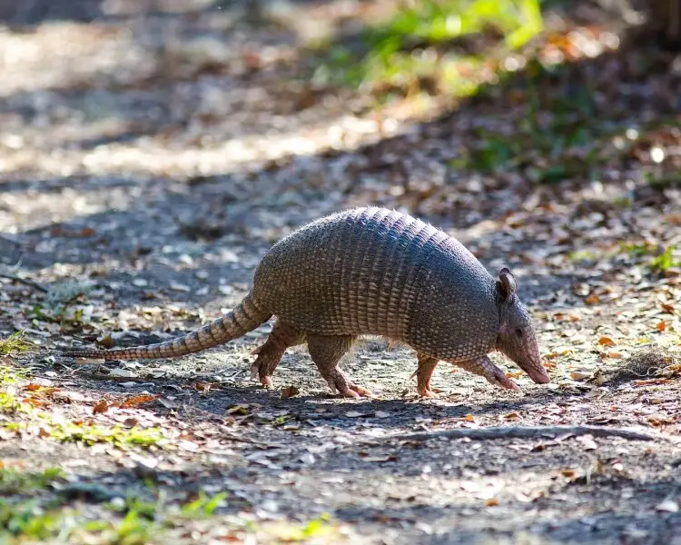 Nine-Banded Armadillo - Facts, Diet, Habitat & Pictures on 