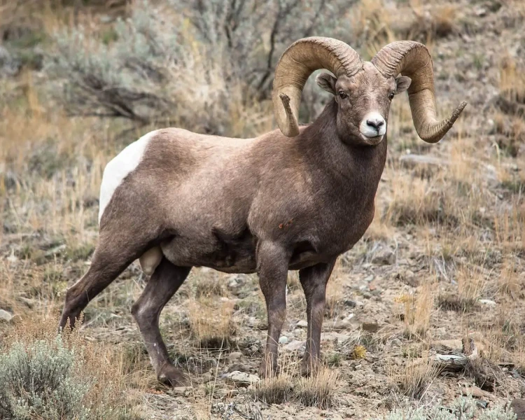 Bighorn Sheep - Facts, Diet, Habitat & Pictures on 