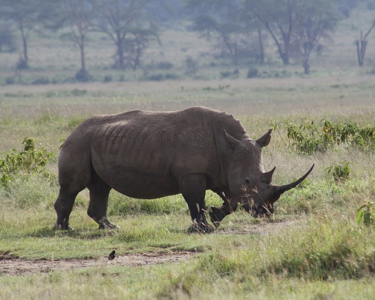 White Rhinoceros - Facts, Diet, Habitat & Pictures on 