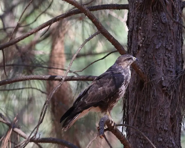 Forest buzzard