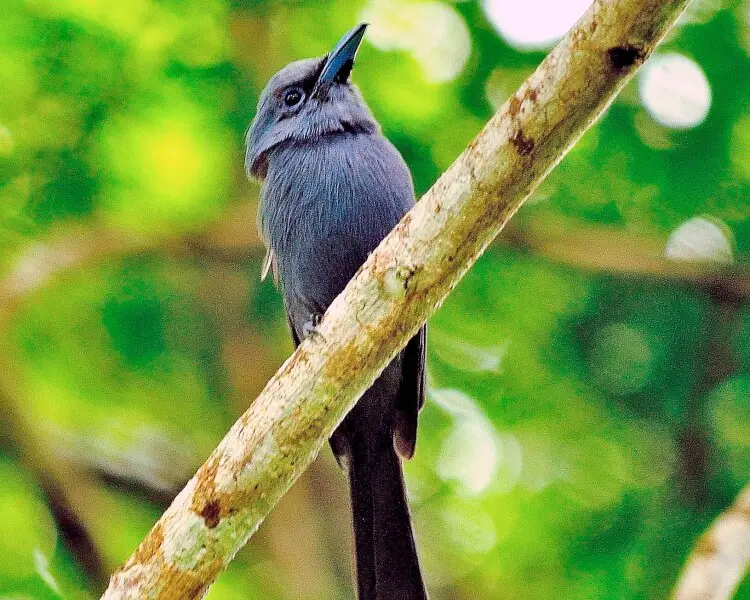 Blue paradise flycatcher