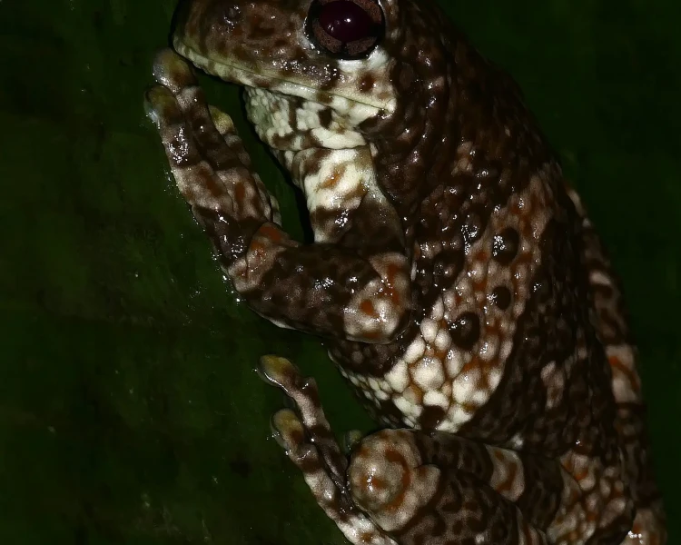 New River tree frog