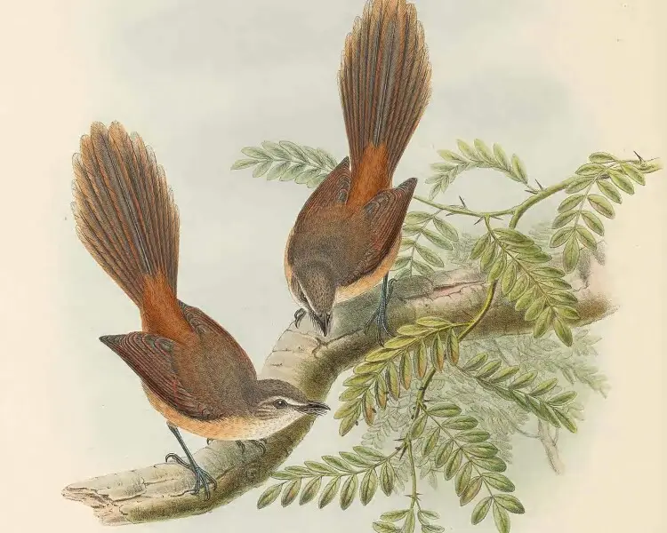 Long-tailed fantail