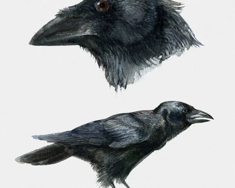 Palm crow