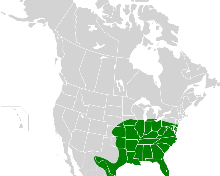 Evening bat Facts, Diet, Habitat & Pictures on Animalia.bio