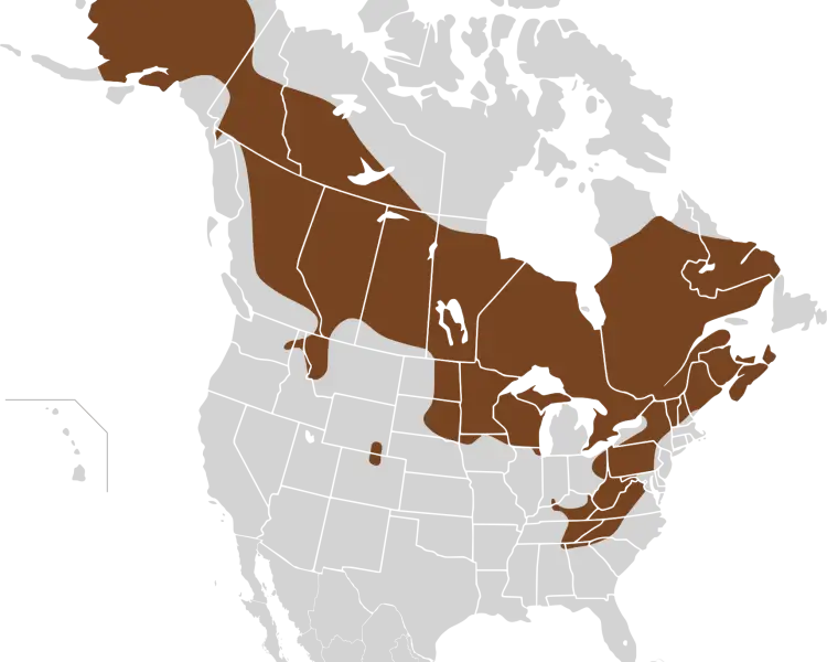 American pygmy shrew