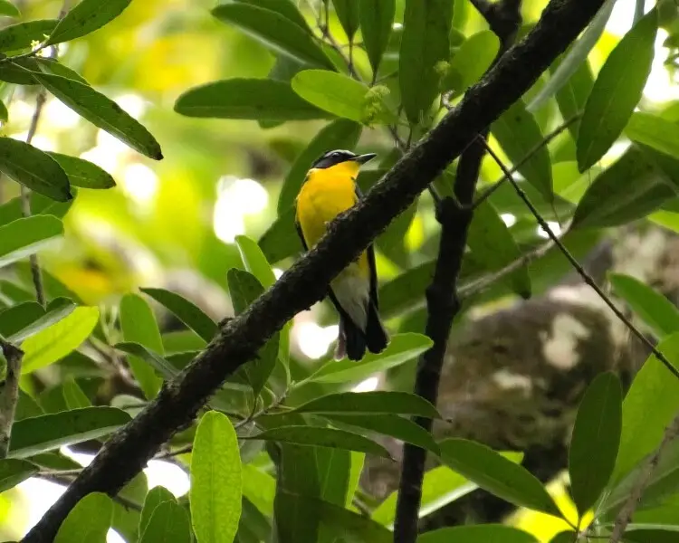 Yellow-rumped flycatcher