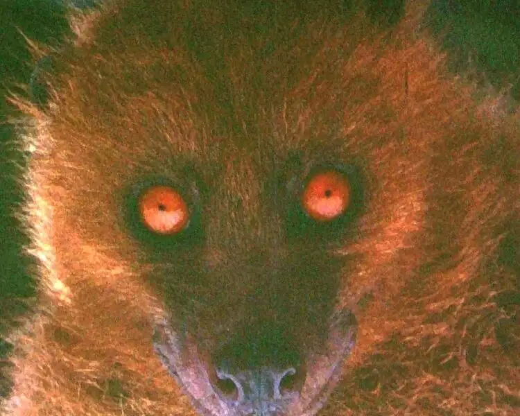 Fijian monkey-faced bat