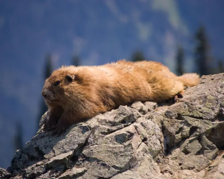 Olympic Marmot - Facts, Diet, Habitat & Pictures on 