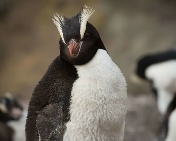 Erect-Crested Penguin