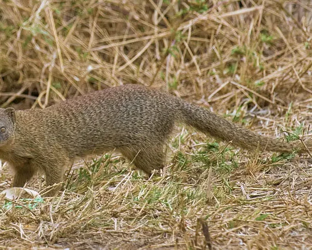 Namaqua slender mongoose