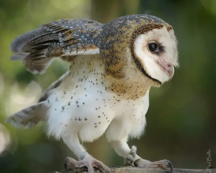 Australian masked owl