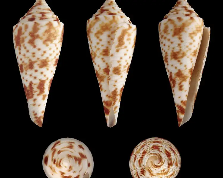 Conasprella comatosa