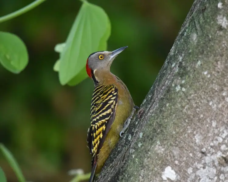 Hispaniolan woodpecker