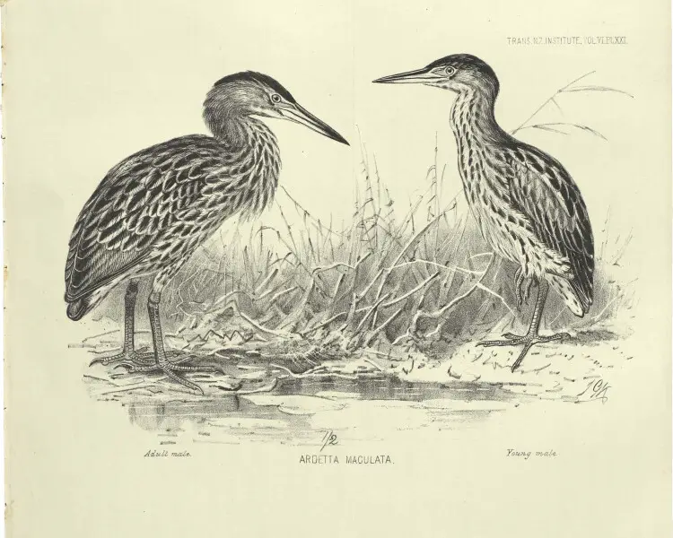 Ixobrychus novaezelandiae