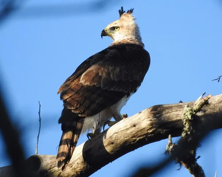 Ornate hawk-eagle