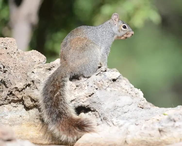Arizona gray squirrel