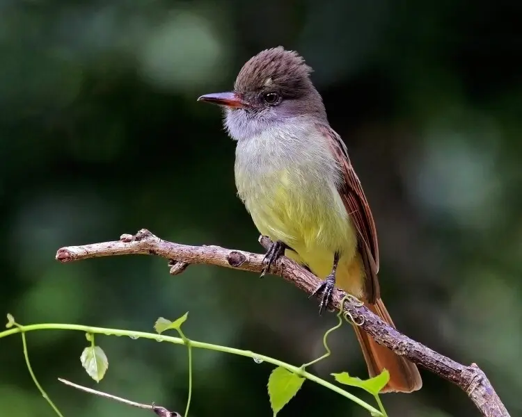 Rufous-tailed flycatcher