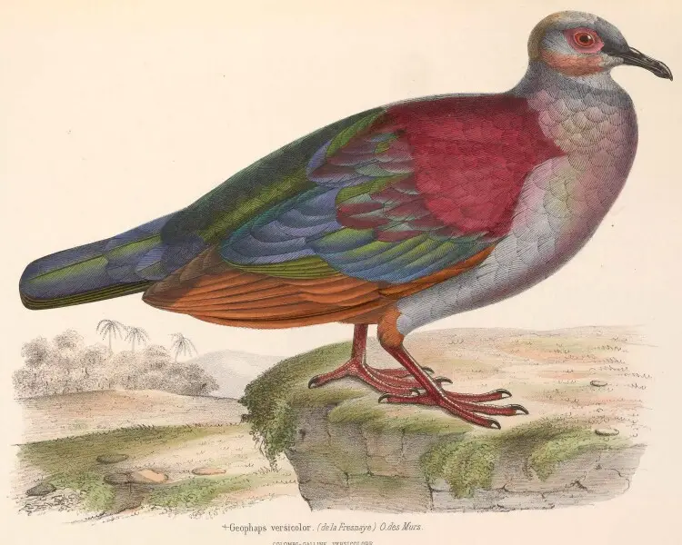 Crested quail-dove
