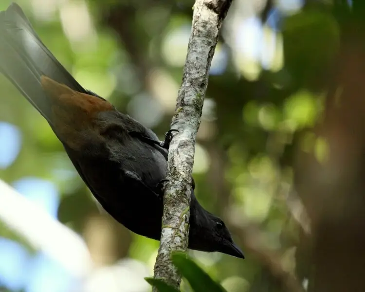 New Caledonian cuckooshrike
