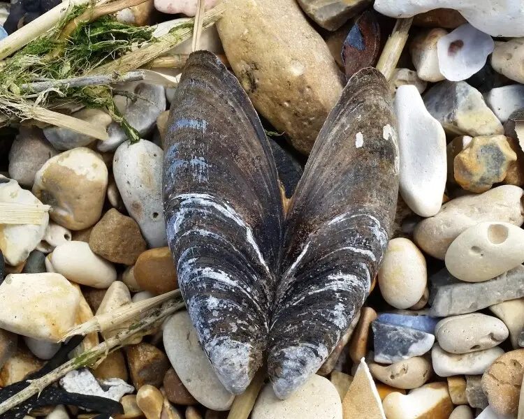 Blue mussel Facts, Diet, Habitat & Pictures on Animalia.bio