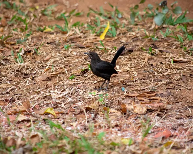 indian-robin-facts-diet-habitat-pictures-on-animalia-bio