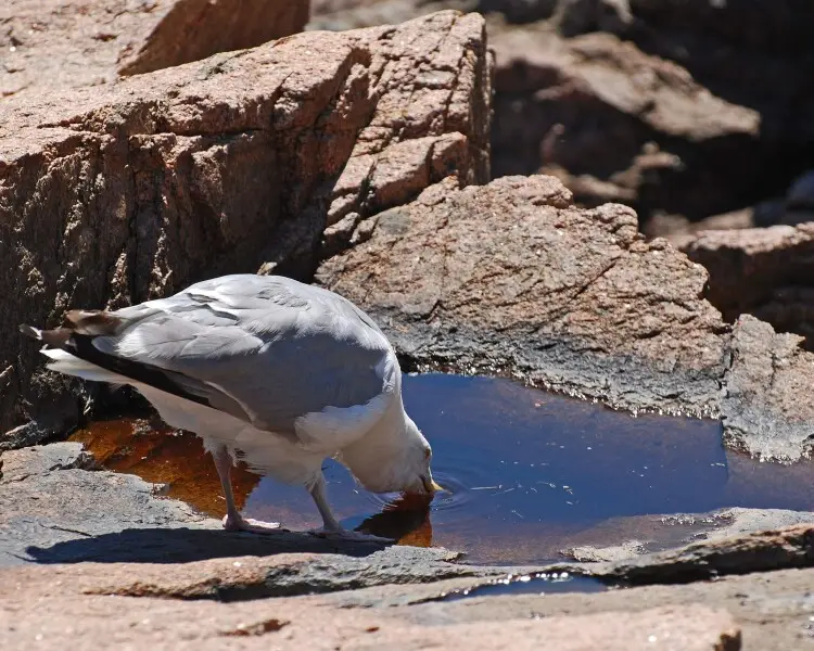 American herring gull Facts, Diet, Habitat & Pictures on Animalia.bio
