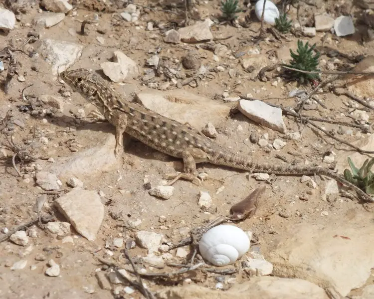 Be'er Sheva fringe-fingered lizard