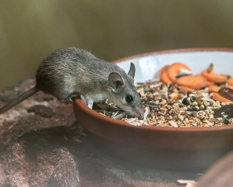 Asia Minor spiny mouse