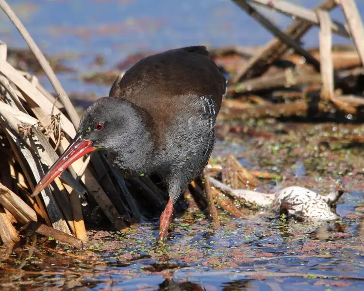 African rail