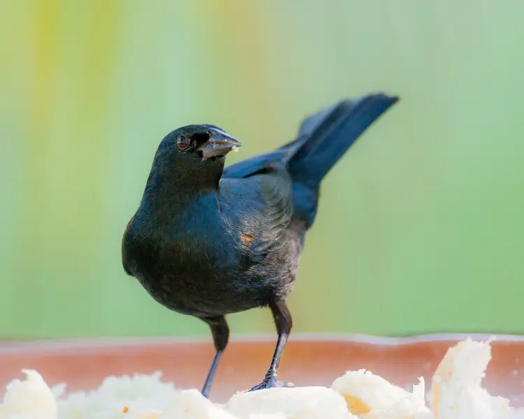 Agelaius humeralis