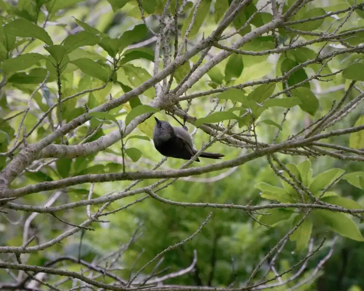 Whitehead Facts, Diet, Habitat & Pictures on Animalia.bio