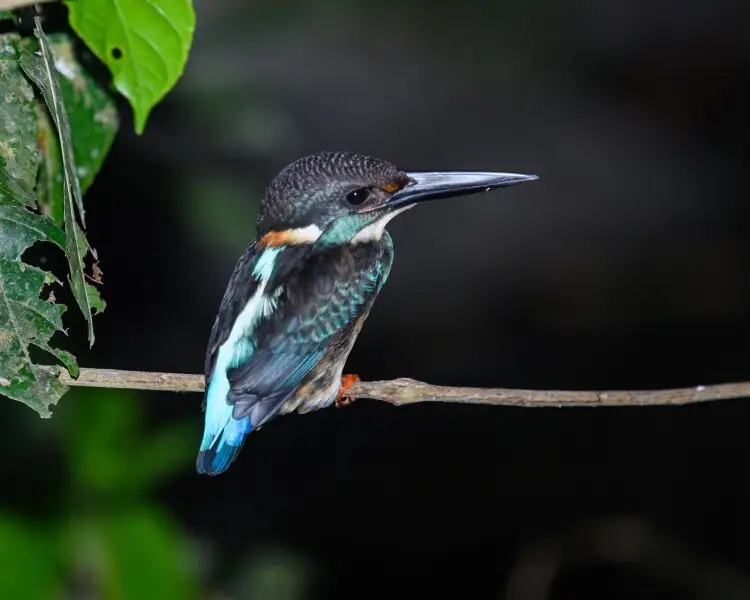 Blue-banded kingfisher