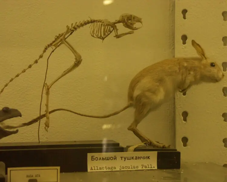 Great jerboa - Facts, Diet, Habitat & Pictures on Animalia.bio