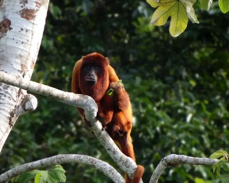 Bolivian red howler