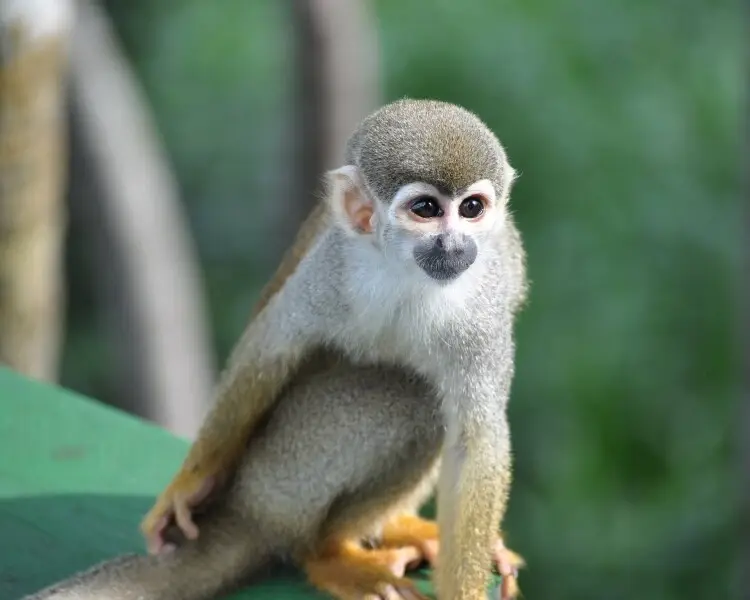 Humboldt's squirrel monkey