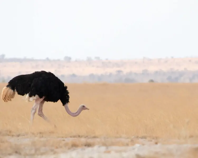 Masai ostrich