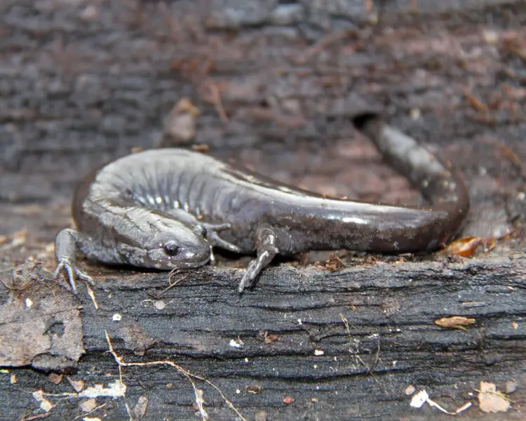 Small-mouth salamander