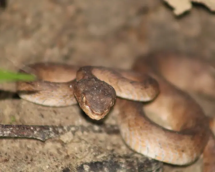 Trimeresurus andersonii