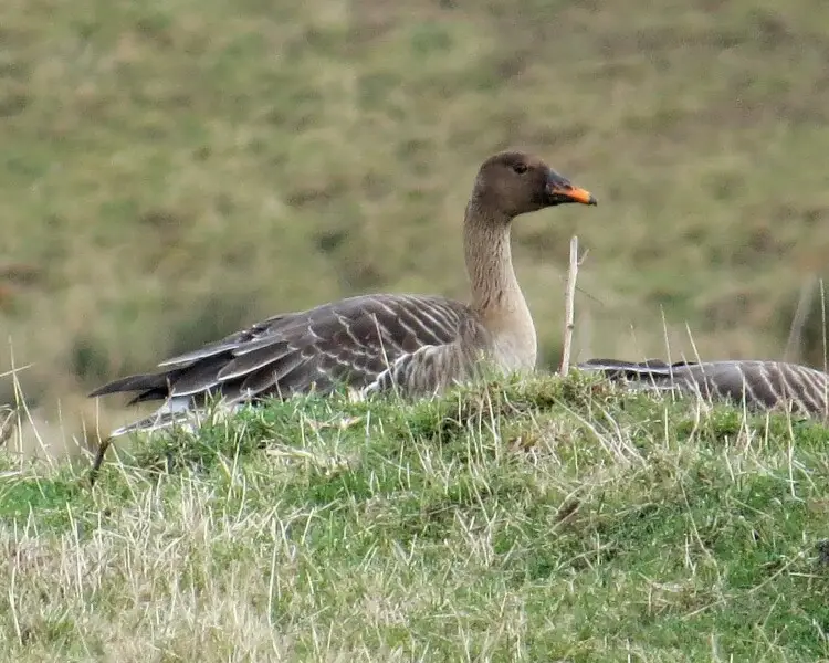 Taiga bean goose Facts, Diet, Habitat & Pictures on Animalia.bio