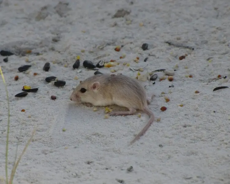 Plains pocket mouse