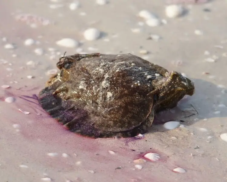 Aplysia fasciata