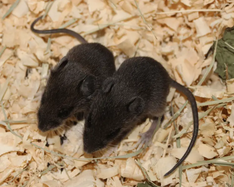 Taiwan field mouse