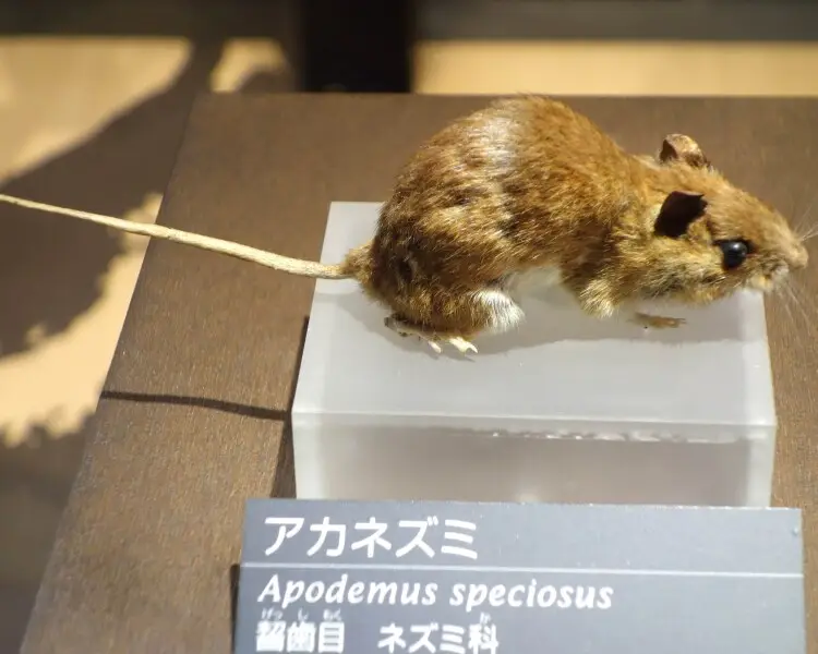 Large Japanese field mouse