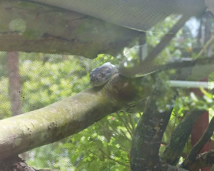 Papuan olive python - Facts, Diet, Habitat & Pictures on Animalia.bio